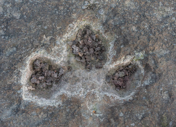 istock The footprints of dinosaur on a stone 1096929232