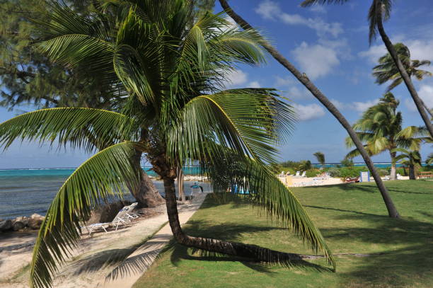 istock Palm trees, sea, beach. 1096931610