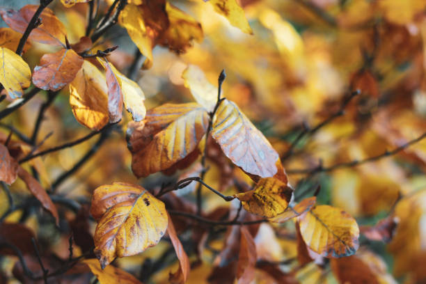 istock Bright autumn background with orange elm leaves 1096932406