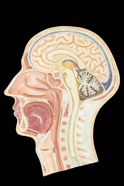 istock Length cross section human head model on black 1096933054