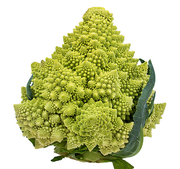 Roman cauliflower isolated on white background with clipping path