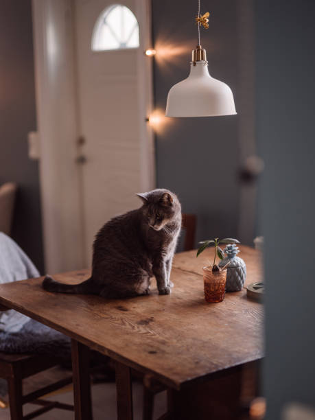 istock Cute cat at home sitting on kitchen table 1096934712