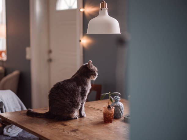 istock Cute cat at home sitting on kitchen table 1096935606