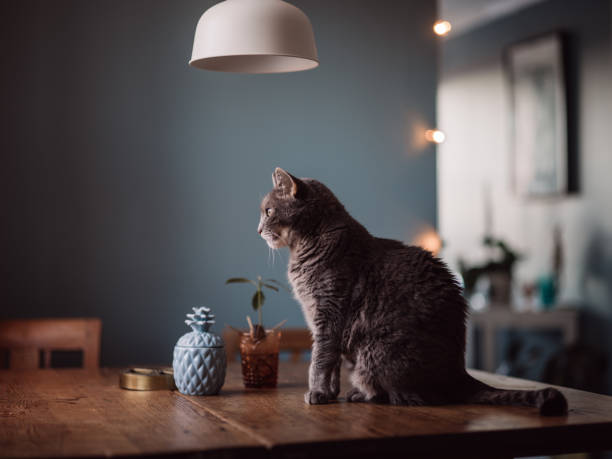 istock Cute cat at home sitting on kitchen table 1096935634