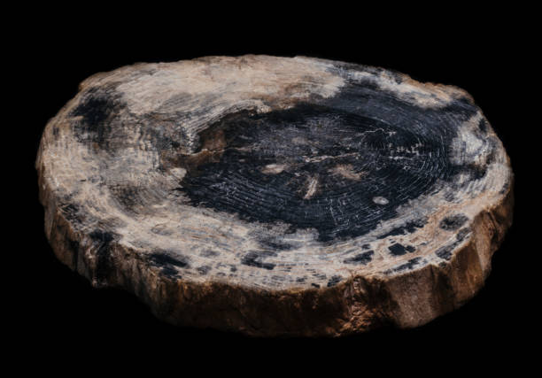Cut polished petrified wood on black background Cut polished petrified wood on black background isolated petrified wood stock pictures, royalty-free photos & images