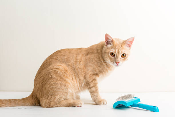 istock Ginger cat, comb for wool, white wooden background 1096937816