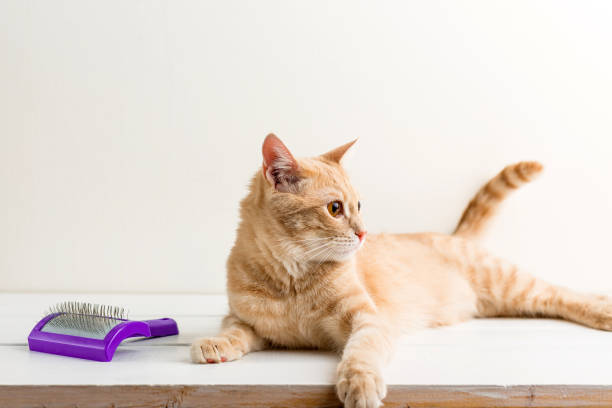 istock Ginger cat, comb for wool, white wooden background 1096938118