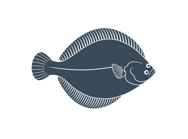 illustrazioni stock, clip art, cartoni animati e icone di tendenza di logo flounder. passera isolata su sfondo bianco - passera