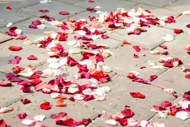 istock Multicolored rose petals on the ground. 1096944742