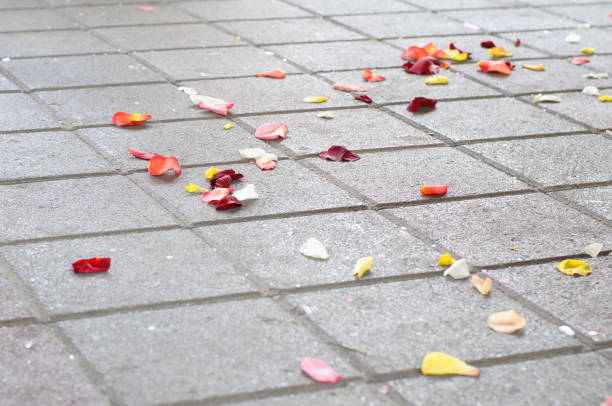 istock Multicolored rose petals on the ground. 1096944908