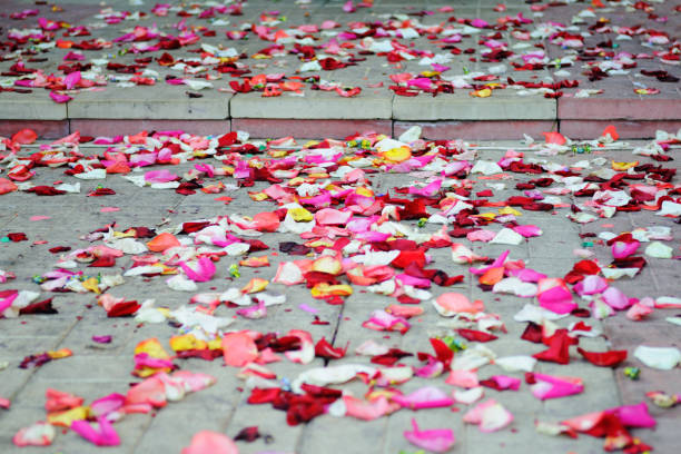 istock Multicolored rose petals on the ground. 1096945150