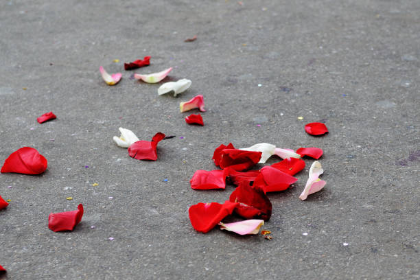 istock Multicolored rose petals on the ground. 1096945316