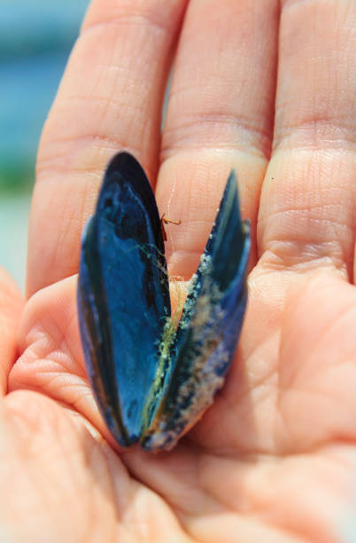 istock blue sea shall on a palm 1096946144