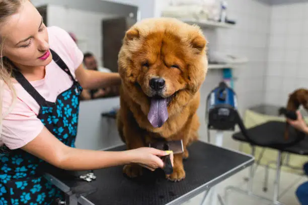 Beautiful Chow dog at grooming salon.