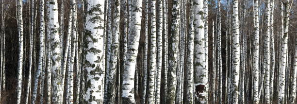 istock beautiful scene with birches in autumn birch forest in november 1096948126