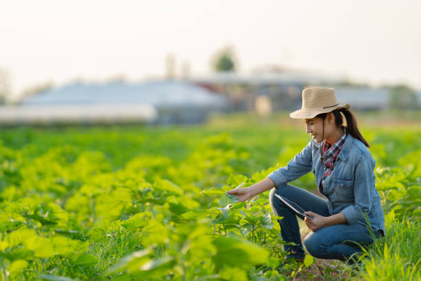 Farmer are planning to farm on tablets. Farmer are planning to farm on tablets. agricultural in maldives stock pictures, royalty-free photos & images