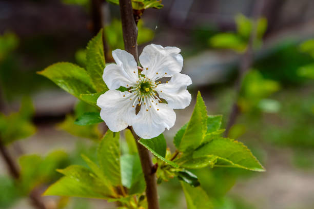 istock A branch of blooming cherry on a blue background. 1096950542