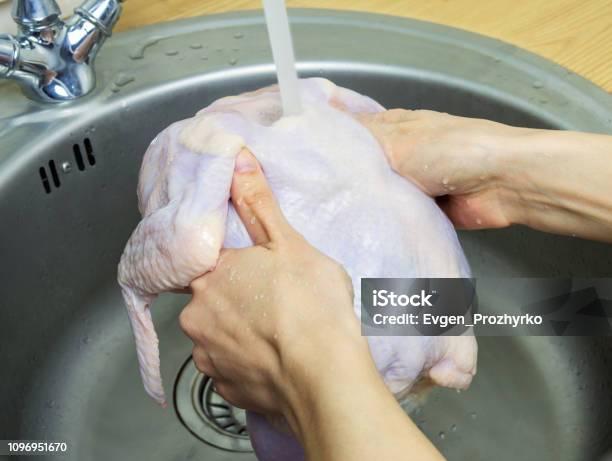 Photo libre de droit de Femme Lavage Frais Crue Poule Dans Un Évier De Cuisine Cuire Le Poulet À La Maison Gros Plan Mise Au Point Sélective banque d'images et plus d'images libres de droit de Poulet - Viande blanche