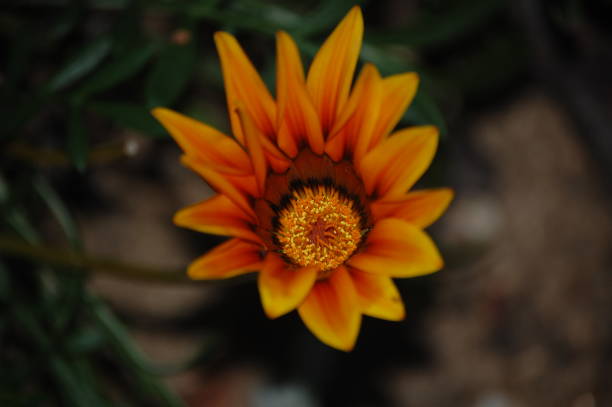 istock Orange Gazania Flower 1096952912