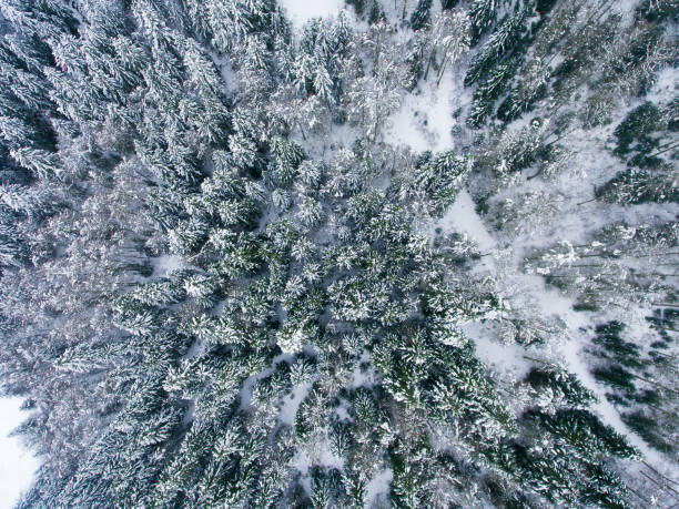 istock Snowed trees in Somport, Huesca, Spain 1096953806