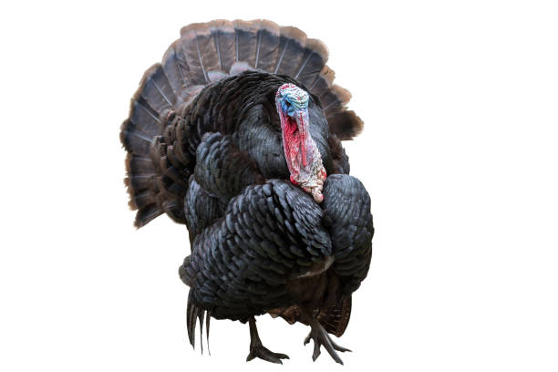 Wild turkey bird isolated over white stock photo