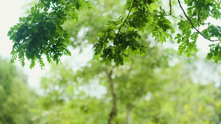 slow motion of Looking up at green leaves on tree branch blowing in the win at graden.nature phenomenon.