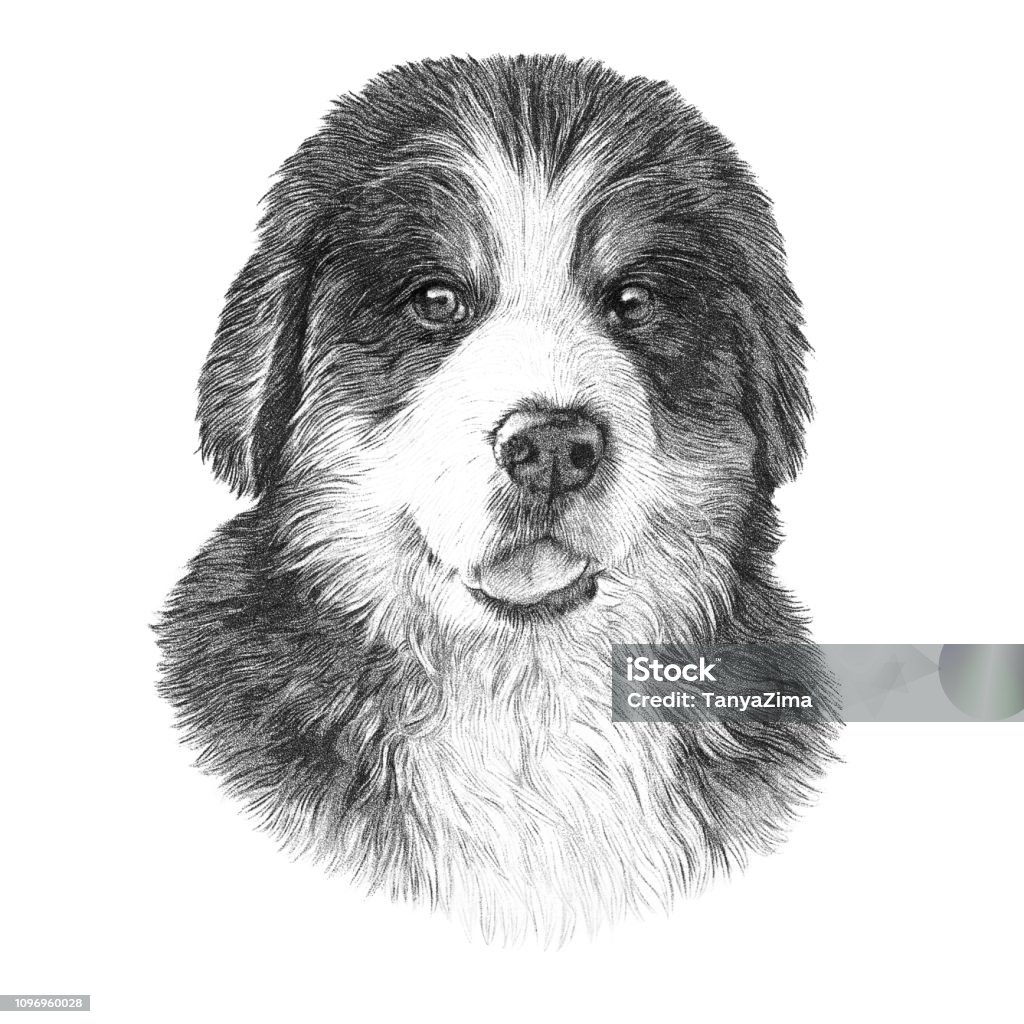 Hand drawn vintage style sketch of Bernese Mountain Dog Vintage style sketch of Bernese Mountain Dog isolated on white background. Realistic black and white drawing of a Cute puppy. Animal collection: Dogs. Hand Painted Illustration of Pet. Design template Animal stock illustration