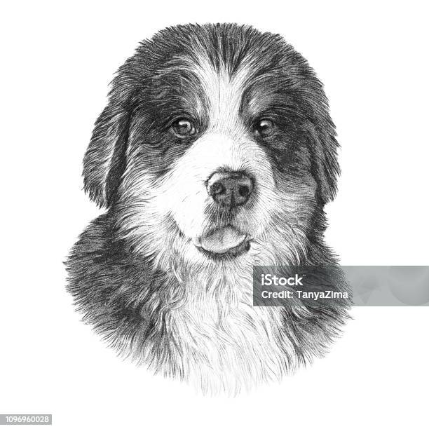 Hand Drawn Vintage Style Sketch Of Bernese Mountain Dog Stock Illustration - Download Image Now