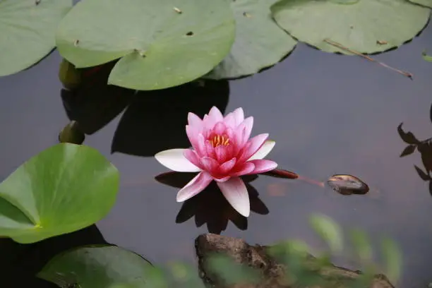 A lotus flower is in bloom on a pond.