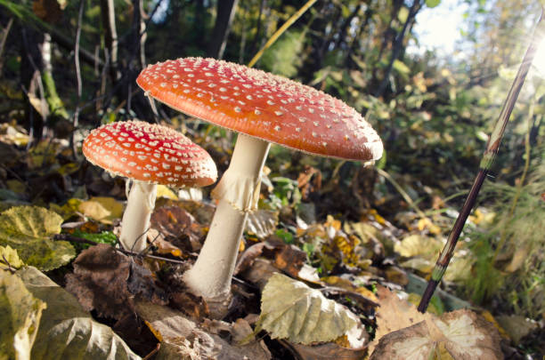 istock fly agaric mushroom; in the autumn forest 1096969684