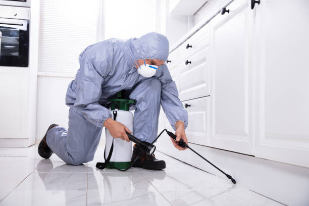 istock Exterminator In Work Wear Spraying Pesticide In Kitchen 1096969808
