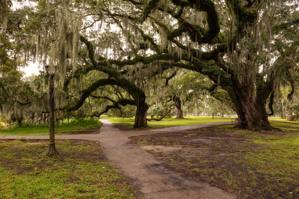 new orleans - moss spanish moss stock-fotos und bilder