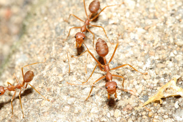 istock Oecophylla smaragdina Fabricius (red ant) on floor. 1096979864