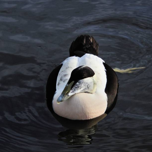 istock A picture of a male Eider Duck 1096982458
