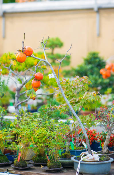 istock Japanese bonsai tree with fruit 1096982494