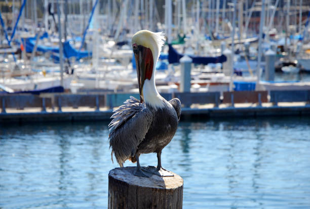 istock Brown Pelican (Pelecanus occidentalis) Closeup in Monterey Harbour 1096982684