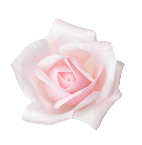 Pale  pink rose isolated on white background.