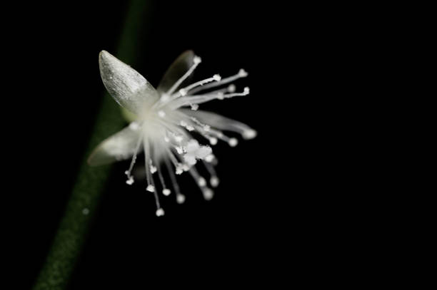 Young sprout of small white flower isolated on black background