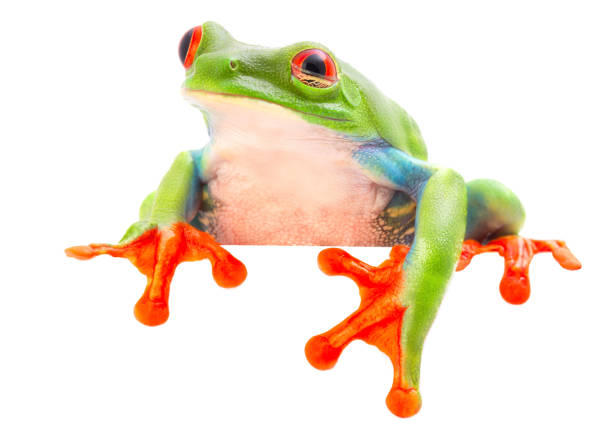 istock red eyed tree frog blinking an eye 1096983008