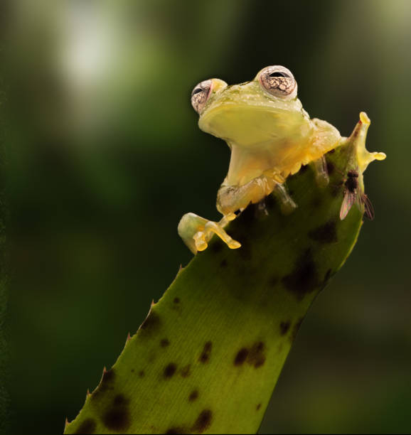 glass frog on leaf in Amazon rain forest glass frog on leaf in Amazon rain forest. Teratohyla pulverata a small glassfrog from the tropical jungle. Beautiful macro of a small animal. glass frog stock pictures, royalty-free photos & images