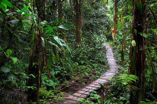 rain forest trail in the Amazon rainforest of Colombia. A wooden path through the tropical jungle.