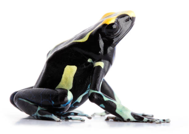 istock yellow back Dyeing poison dart frog 1096983066