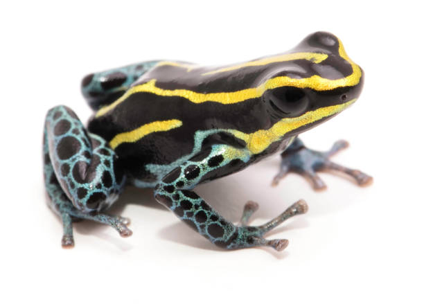 istock yellow striped poison dart frog Ranitomeya ventrimaculata 1096983070