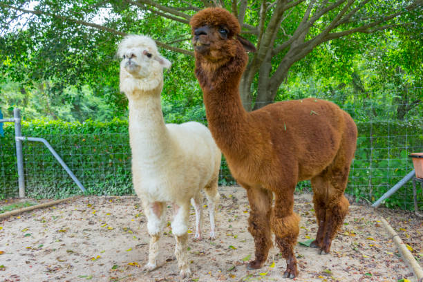 istock brown and white llama, both in a farm field. 1096983376