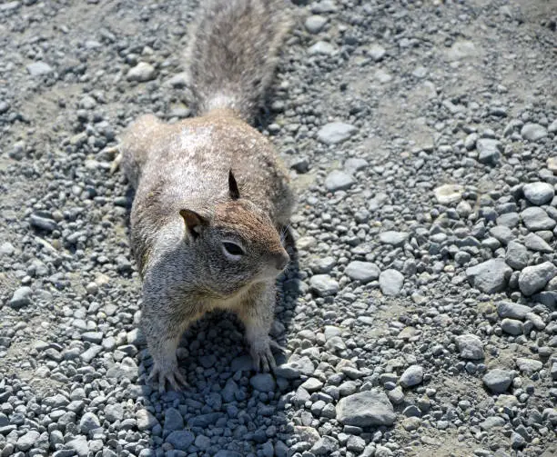 Photo of California ground squirrel at Pacific Coast Highway (Otospermophilus beecheyi)