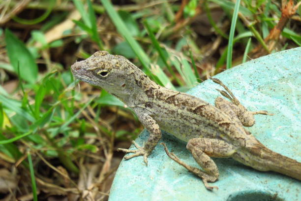 istock Lizard reptile in Moir Gardens, Kauai, Hawaii 1096983808