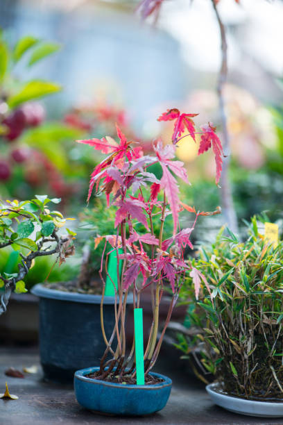 istock Japanese bonsai tree with fruit 1096983968