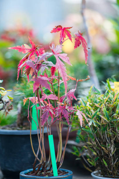 istock Japanese bonsai tree with fruit 1096984088