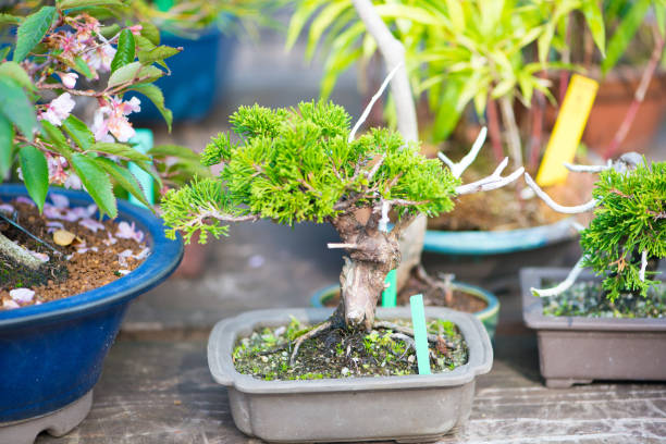 istock Japanese bonsai tree with fruit 1096984158