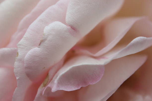 istock Baby Pink Petal Close-up 1096985288
